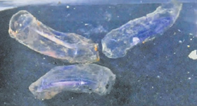 蛟龙号印度洋作业发现神秘透明生物