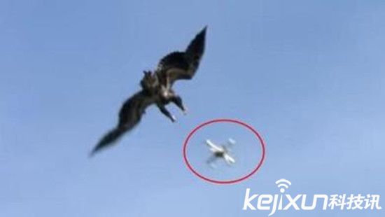 法国军方训练老鹰抓无人机 防止进入敏感地带