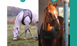 Equisense Care是名副其实的马甲：专为马设计的可穿戴设备