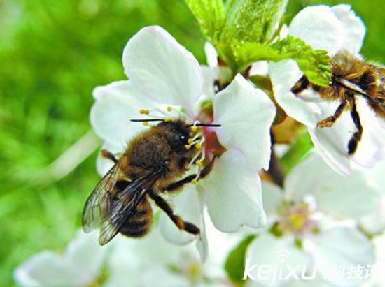 无人机替代蜜蜂授粉 应对蜂群崩坏症候群
