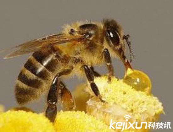 无人机替代蜜蜂授粉 应对蜂群崩坏症候群