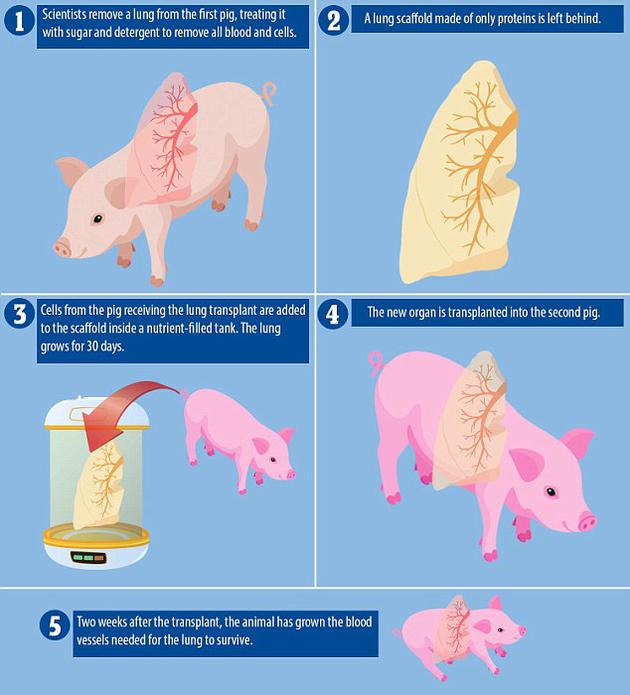 科学家使用猪细胞培育人造肺目前无器官排斥风险