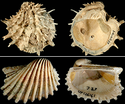 mollusks1.png