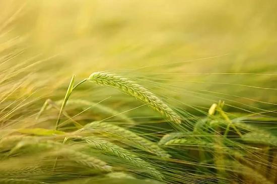 大麦。图片来源：Pixabay