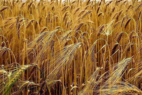  在大麦产量紧缩时，大麦首先流向畜牧和食品业，在保证食物供给的基础上，才会将额外的大麦用于啤酒酿造。图片来源：Pixabay