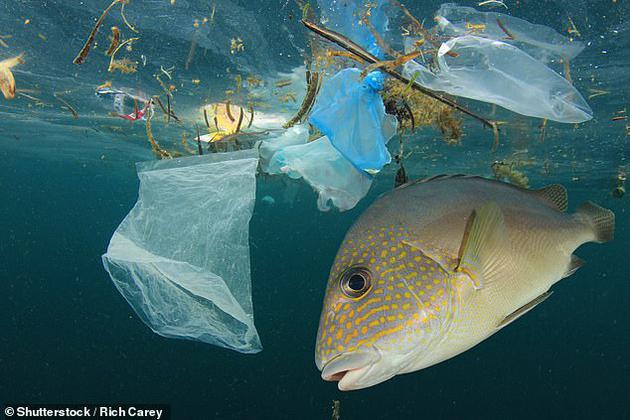 据估计，全世界的塑料制品有2%到5%最终会进入海洋。