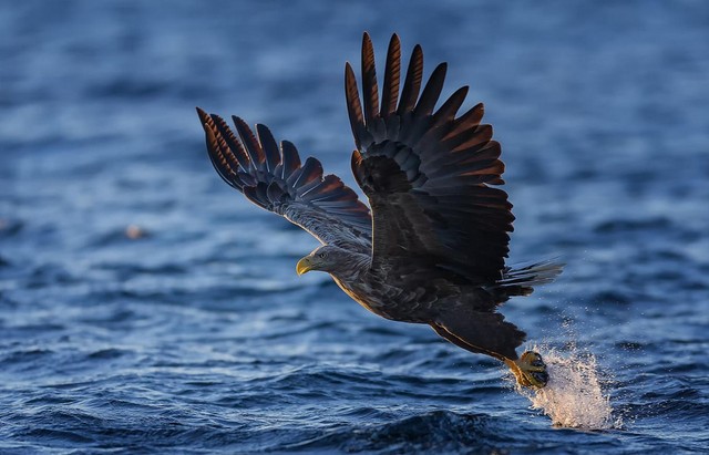 相机的对焦功能究竟怎么用 