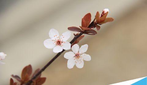 单反相机怎么玩？单反相机拍照技巧和入门知识